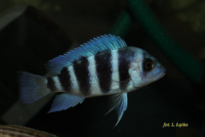 Cyphotilapia gibberosa 'Mtoto'